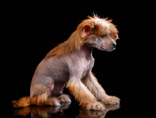 Cane Crested Cinese Sfondo Nero Studio Cane Rosso Siede Lateralmente Foto Stock