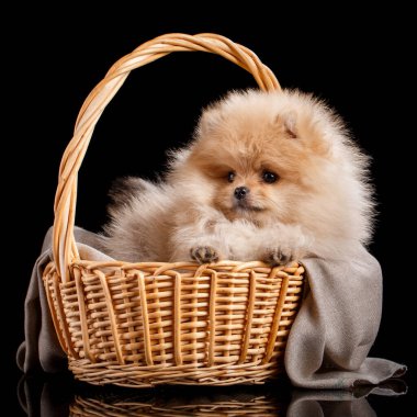 Siyah bir arka planda hasır bir sepetin içinde otururken yan bakan komik Pomeranya Spitz köpeği..
