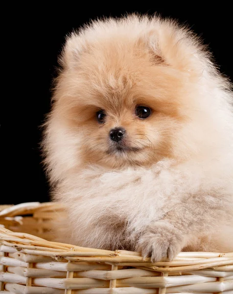 Retrato Cachorro Spitz Pomerânia Cesta Vime Sobre Fundo Preto Estúdio — Fotografia de Stock