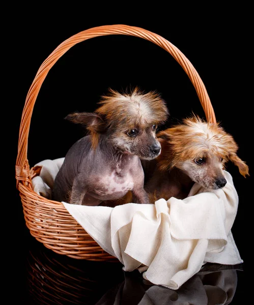 Ritratto Due Fantastici Cuccioli Cinesi Crested Seduti Cesto Vimini Uno Immagini Stock Royalty Free