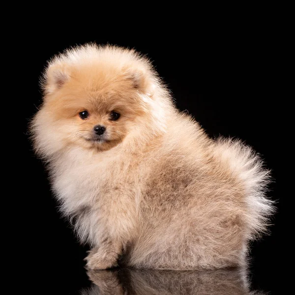 Retrato Spitz Pomerânia Sentado Sobre Fundo Preto Filhote Cachorro Fofo — Fotografia de Stock