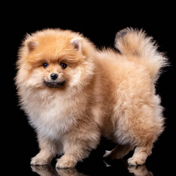 Cachorrinho Pomeranian Encantador Estúdio Fundo Preto Cão Bonito Posando Frente — Fotografia de Stock