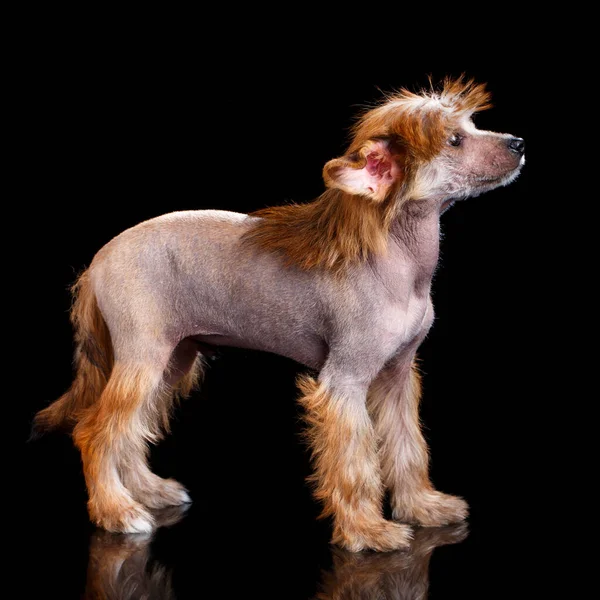 Little Cute Chiński Szczeniak Crested Stoi Bokiem Kamery Patrzy Górę Zdjęcia Stockowe bez tantiem