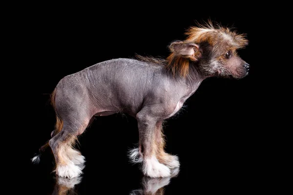 Cute Chiński Szczeniak Crested Stoi Bokiem Czarnym Tle Szczeniak Wygląda Obrazy Stockowe bez tantiem