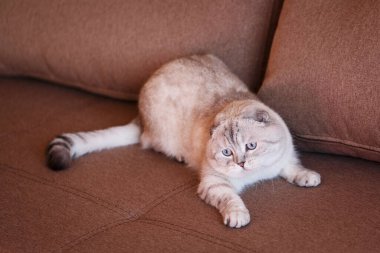 Çok güzel safkan gri bir kedi. Fotoğraf gülümsemeye ve olumlu duygulara neden olur. Bir evcil hayvan dükkanının ya da kedi mamasının reklamını yapmaya uygun. İskoç cinsi.