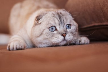 Açık gri kedi yüzü. Hayvan çobanlığında İskoç cinsinden çekici bir kadın. Açık mavi gözlü şirin bir kedi.