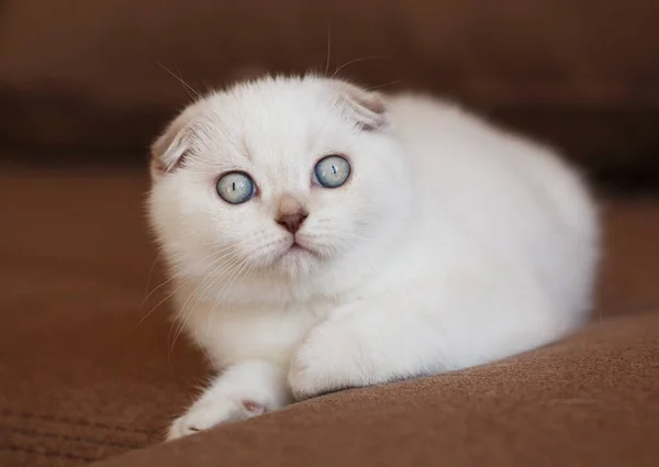 Gatos Divertidos Con Grandes Ojos Azules Sofá Casa Cerca — Foto de Stock