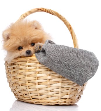 Pomeranian Spitz sepetinde beyaz arka planda izole edilmiş. Stüdyo çekimi.