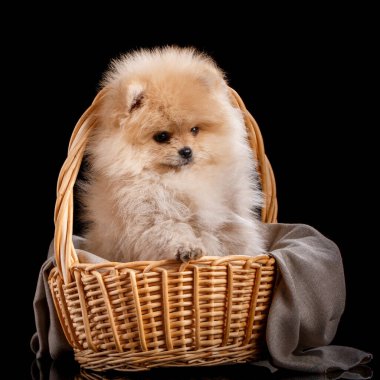 Hasır sepetin içindeki sevimli Pomeranya Spitz. Siyah arka planda fotoğraf stüdyosunda evcil hayvan çekmek.