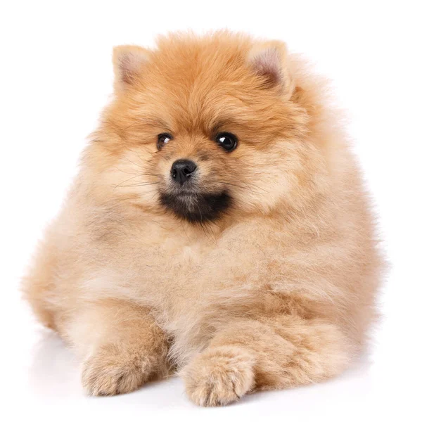 Carino Cucciolo Pomerania Spitz Trova Uno Sfondo Bianco Studio Ritratto — Foto Stock