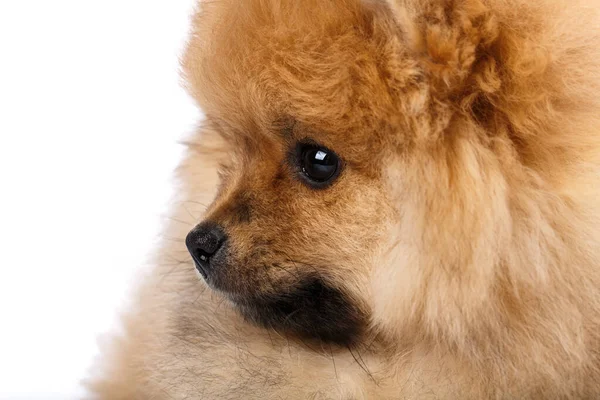 Close Fofo Pouco Pomeranian Spitz Sentado Lado Olhando Linha Reta — Fotografia de Stock