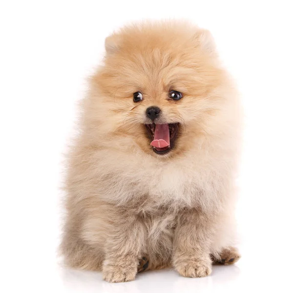 Dog Breed Pomeranian Spitz White Background Dog Yawns Looks Away — Stock Photo, Image