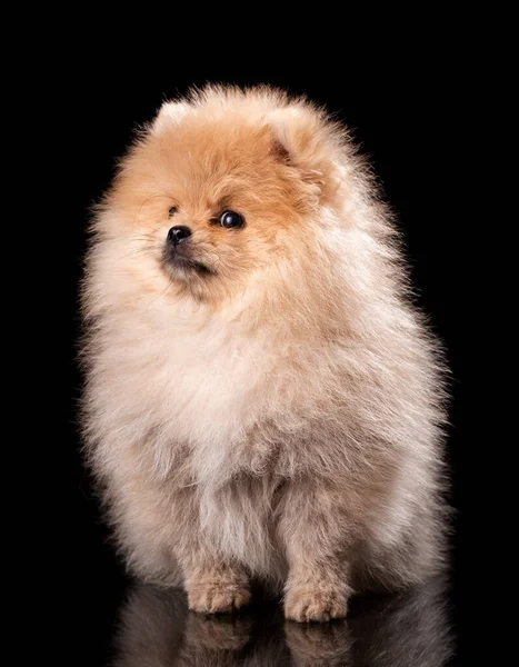 Porträtt Sittande Pommerska Spitz Svart Bakgrund Liten Fluffig Valp Sitter — Stockfoto