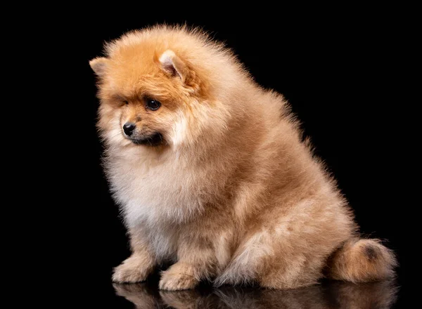 Cachorro Pomeranian Spitz Marrón Claro Sienta Lado Sobre Fondo Negro — Foto de Stock