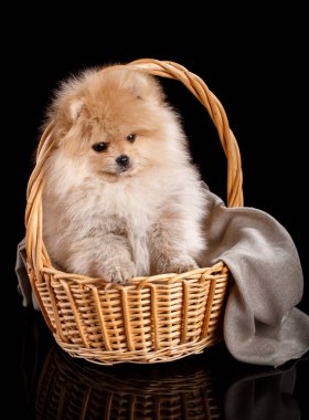 Güzel Pomeranian Spitz köpek yavrusu stüdyodaki siyah arka planda hasır sepette oturuyor. Evcil hayvanlar.