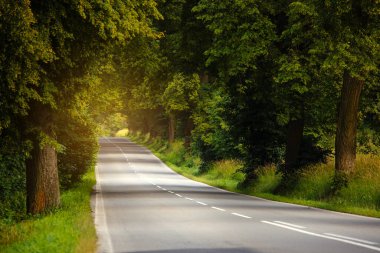 Slovakya 'daki High Tatras Ulusal Parkı' nda her iki tarafında ağaçlar olan temiz kırsal yol.