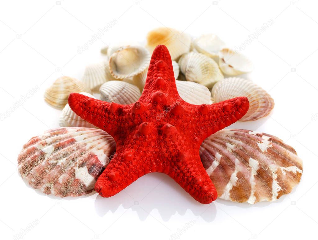Caribbean starfish and seashells on white background. Clouse up.