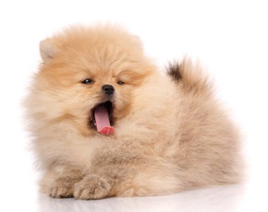 Pomeranian Spitz köpeği beyaz arka planda yatıyor ve esniyor..