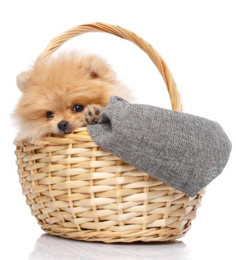 Oyuncu köpek yavrusu Pomeranian Spitz kafasını hasır sepetten çıkarıp kemirdi..