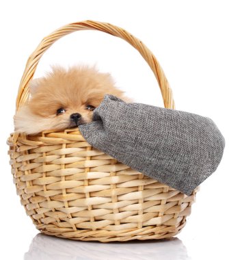 Pomeranian Spitz köpek yavrusu beyaz arka planda hasır sepette oturuyor.