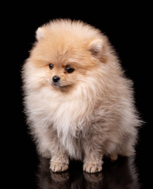 Açık kahverengi Pomeranian Spitz stüdyonun siyah arka planında.