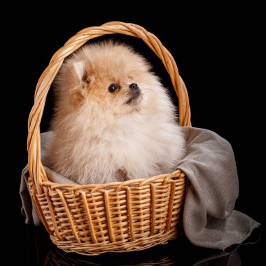 Pomeranian Spitz köpeği siyah arka planda hasır sepette oturuyor..