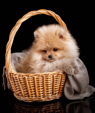 Hasır sepetin içindeki sevimli Pomeranya Spitz.