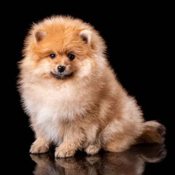 Precioso Cachorro Pomeraniano Estudio Sobre Fondo Negro Lindo Perro Posando —  Fotos de Stock