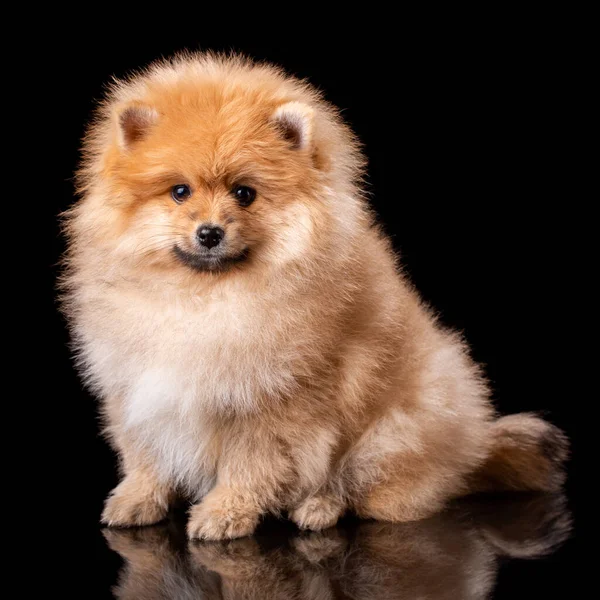 Bellissimo Cucciolo Pomeriano Studio Sfondo Nero Cane Carino Posa Davanti — Foto Stock