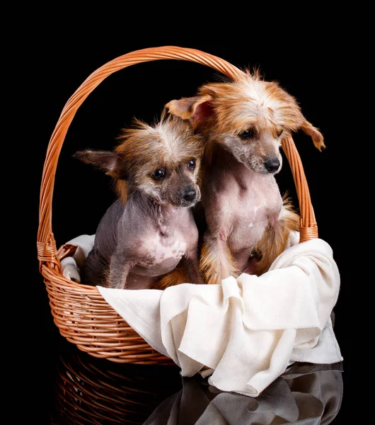 Dos Perros Cresta Chinos Arreglados Sientan Una Canasta Mimbre Miran — Foto de Stock