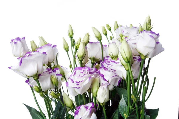 Estudio Plano Flores Eustoma Color Violeta Aisladas Sobre Fondo Blanco —  Fotos de Stock