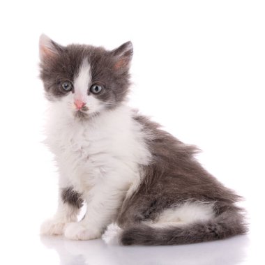 Beyaz arka planda yan yana oturan küçük sevimli beyaz ve gri kedi yavrusu..