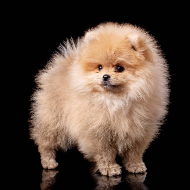Pomeranian Spitz stüdyoda, siyah arka planda. Küçük kızıl saçlı bir köpek yavrusunun portresi. Yumuşak küçük köpeklerin teması.