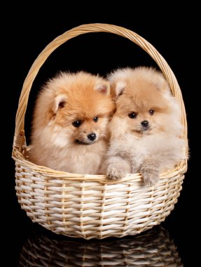 Two funny and happy Pomeranian puppies lie in a wicker basket on a black background