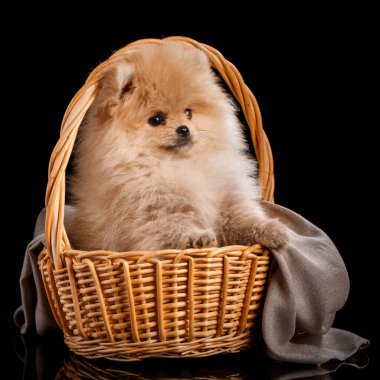Şirin pomeranya köpek yavrusu tükürüğü gri örgü bir kumaşın üzerinde sepette oturuyor. Stüdyoda siyah arka planda fotoğrafçıya poz veren köpek..