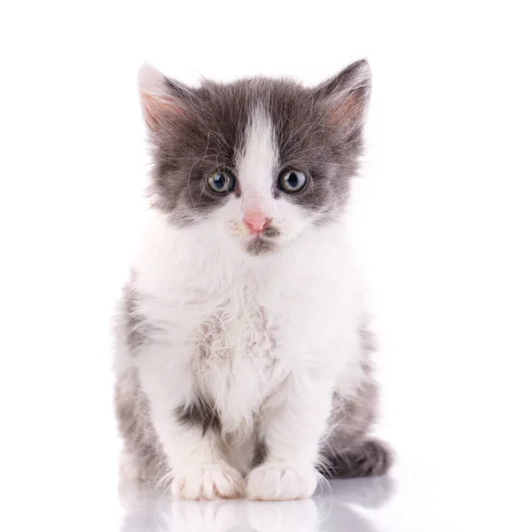 Bebé Gato Pelo Corto Sobre Fondo Blanco Disparando Animales Sin — Foto de Stock