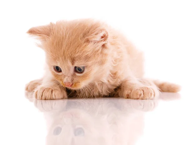 Red Haired Little Cat Lies Looks His Reflection White Background — Stock Photo, Image