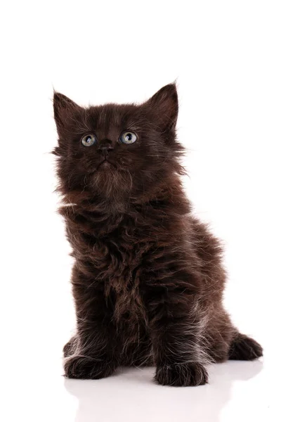 黑色长毛猫咪的肖像 坐在那里 仰望着白色的背景 靠近点 — 图库照片