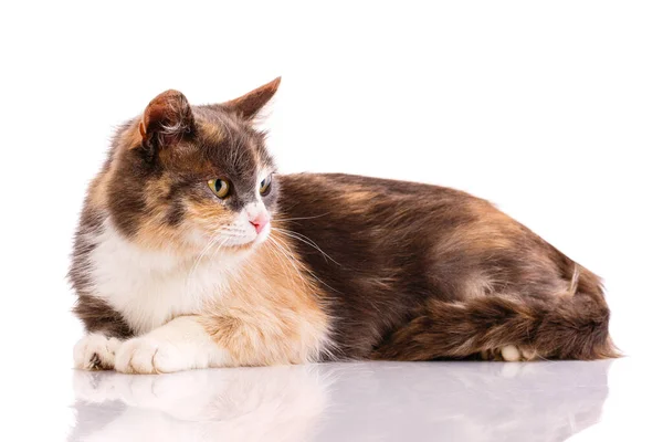 Three Colored Cat Lies Looks Side White Background Side View — Stock Photo, Image