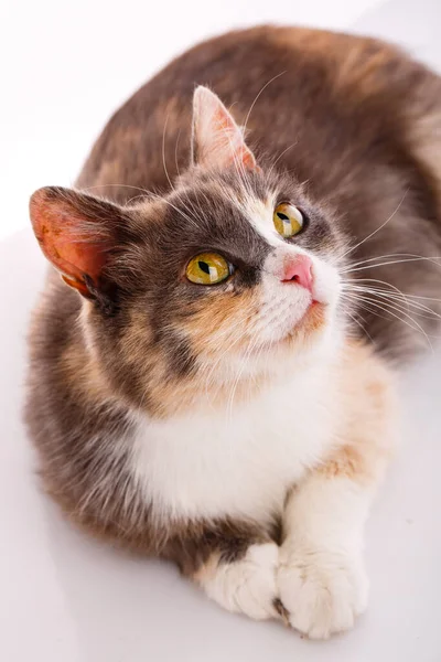 Kucing Tiga Warna Dewasa Dengan Mata Kuning Terletak Dan Melihat — Stok Foto