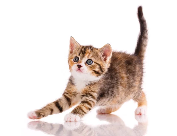 Scared Kitten White Background Studio Kitten Blue Eyes Tricolor Fur — Stock Photo, Image