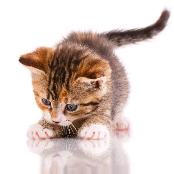 Little Three Colored Playful Interested Kitten Close White Background — Stock Photo, Image