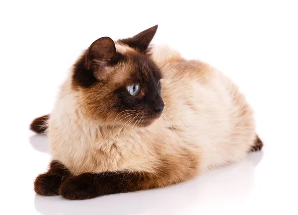 Siamese Thai Dark Brown Paws Tail Head Sits Sideways White — Stock Photo, Image