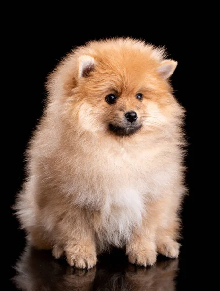 Retrato Spitz Pomeraniano Sentado Sobre Fondo Negro Pequeño Perrito Esponjoso —  Fotos de Stock