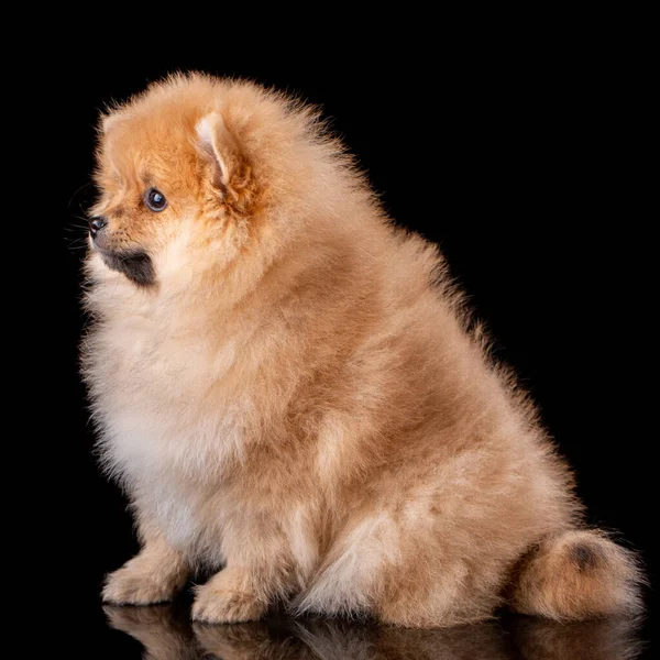 淡褐色のポメラニアン スピッツの子犬は黒い背景に横に座っている スタジオ撮影 — ストック写真