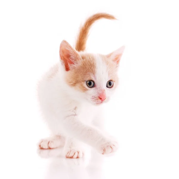 One Short Haired Baby Cat White Background Shooting Homeless Animals — Stock Photo, Image