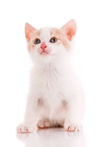 Gatinho Branco Vermelho Olha Para Cima Fundo Branco Isolado Fechar — Fotografia de Stock