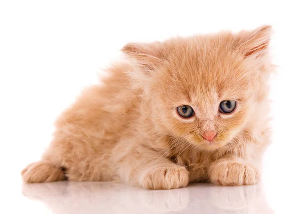 Red Tiny Kitten Sad Expression Lies White Background — Stockfoto