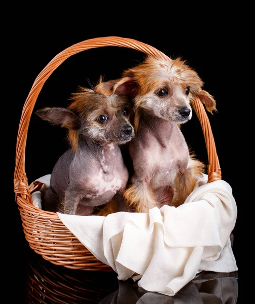 Retrato Dos Perros Cresta Chinos Sentados Una Canasta Mimbre Sobre — Foto de Stock