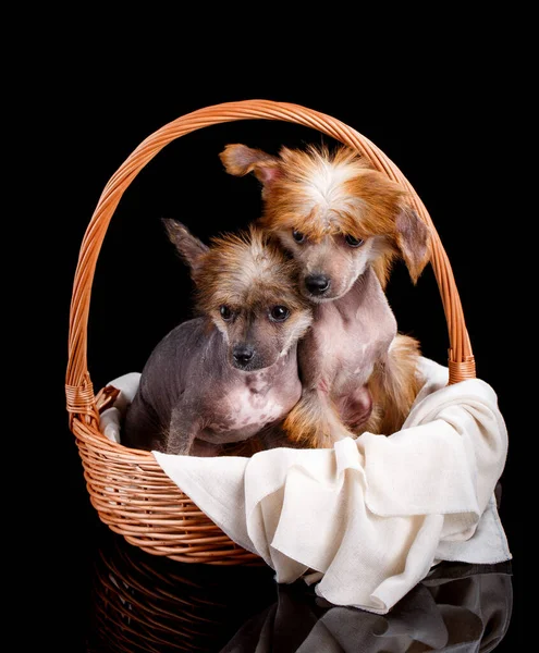 Chinese Crested Dogs Sientan Una Canasta Mimbre Miran Cámara Estudio — Foto de Stock